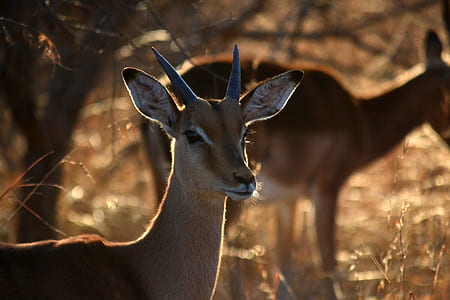 two brown deer on fied thumbnail