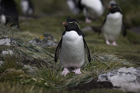 Black And White Penguin thumbnail