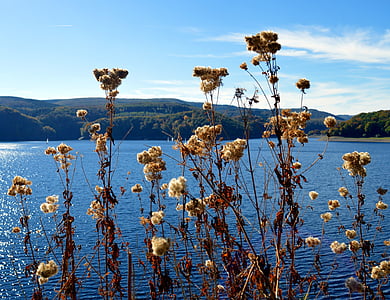 white petaled flowers near body of water under blue and white sky thumbnail