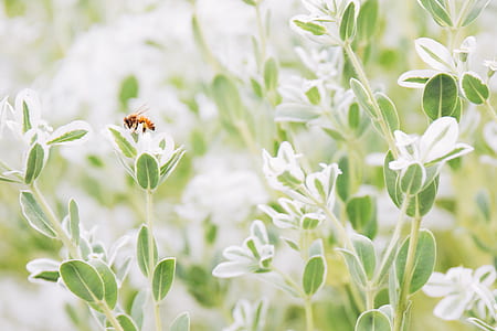 selective focus photography of bee on plant thumbnail