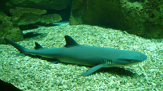 gray shark in body of water thumbnail