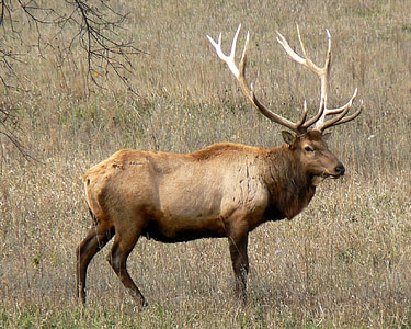 photo of brown deer on grass field thumbnail