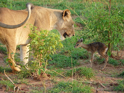 brown lioness in front of fawn on outdoors thumbnail