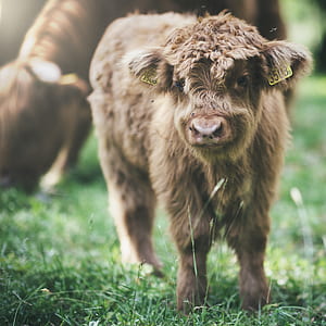 brown animal on green grassland during daytime thumbnail