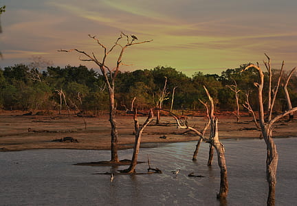 Bare Trees during Golden Hour thumbnail