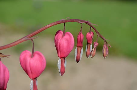 shallow photography of pink flowers thumbnail