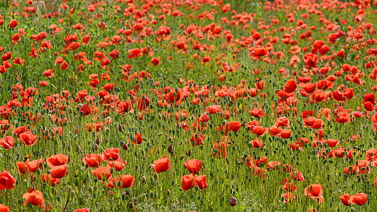 red petaled flowers at daytime thumbnail