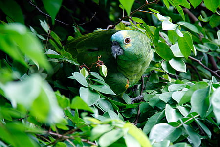 green parrot photography thumbnail