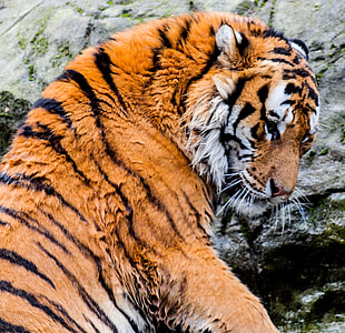 animal photography of adult Bengal tiger thumbnail