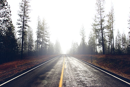 black asphalt road near trees under white sky at daytime thumbnail