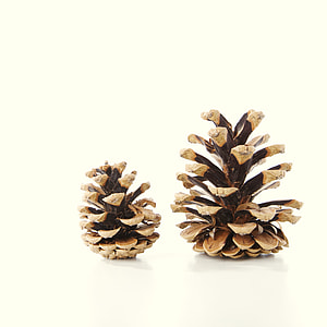 two brown pine cones decor thumbnail