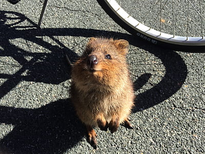 brown rodent thumbnail