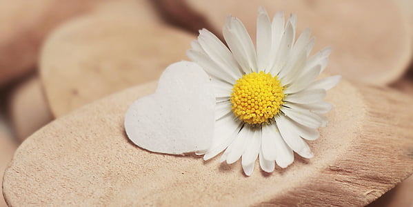 white daisy on brown surface thumbnail
