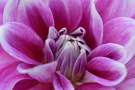 macro photo of pink dahlia flower thumbnail