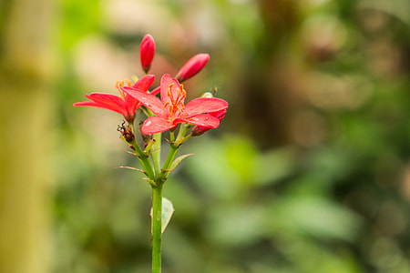 Benalmádena Mariposario, Benalmádena thumbnail