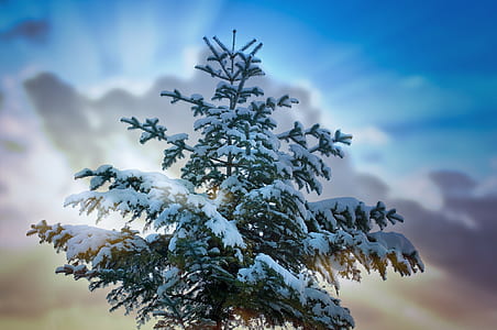 low angle of snow covered tree thumbnail