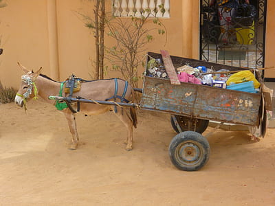brown donkey with carriage near fence thumbnail