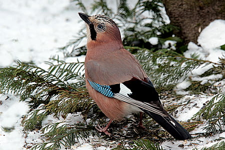 photography of brown and black small beak bird on grass covered with sno thumbnail