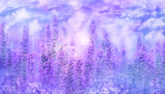 lavender flowers thumbnail