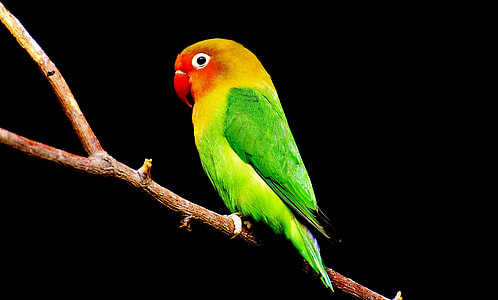 green and red parakeet fetching on tree thumbnail