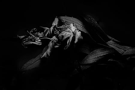 grayscale shot of flower thumbnail