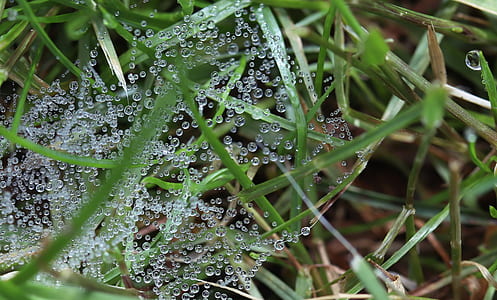 close-up photography of green grass with coweb dew thumbnail