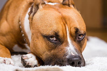 Adult Brown and White Pitbull thumbnail