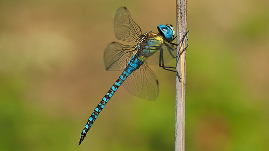 blue and yellow dragon perching on brown stick thumbnail