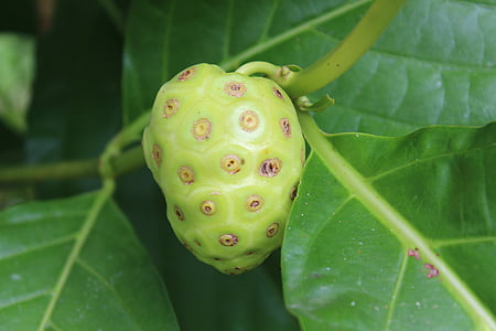 close-up photography of green fruit thumbnail