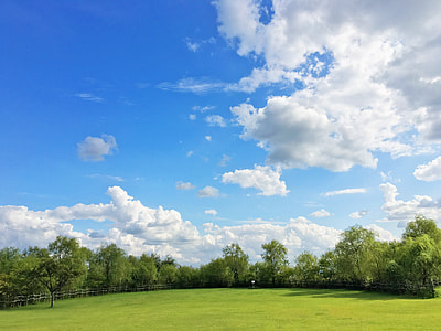 tall tress under cloudy sky thumbnail