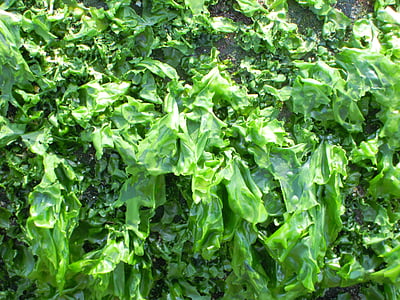 green leaves thumbnail