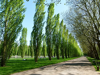 green leaf trees thumbnail
