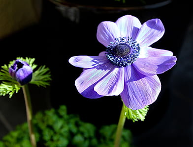 shallow focus photography of purple flower thumbnail