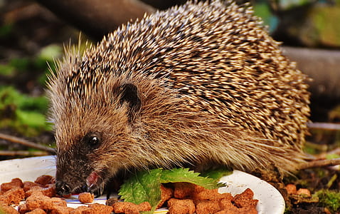 hedgehog eat cook food close up photography thumbnail
