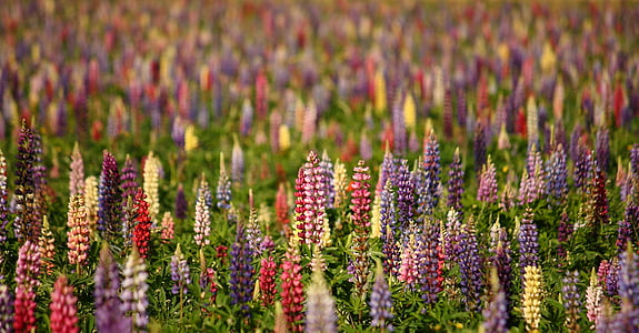 photo of assorted-color lupines flower field thumbnail