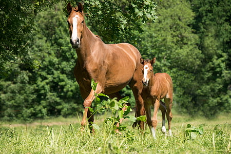 two brown horses on green grass field thumbnail