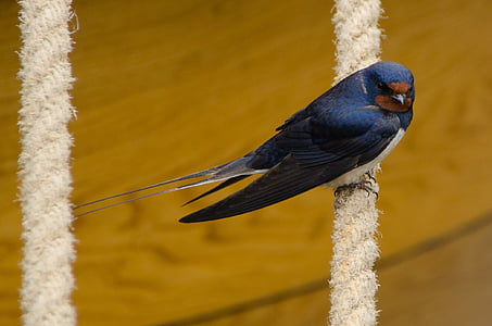 blue and white bird thumbnail