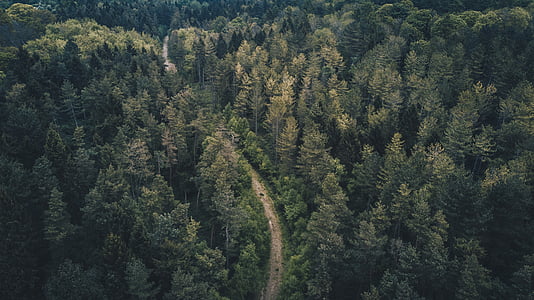 aerial photography of forest thumbnail