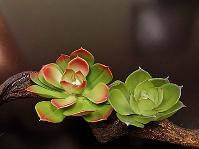 photography of red and green succulent plants thumbnail