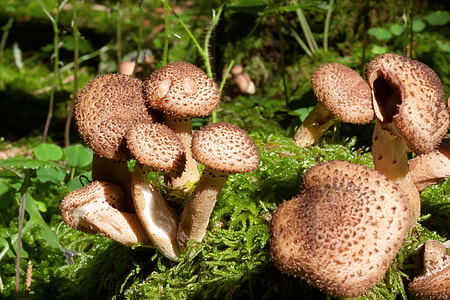 brown mushrooms thumbnail