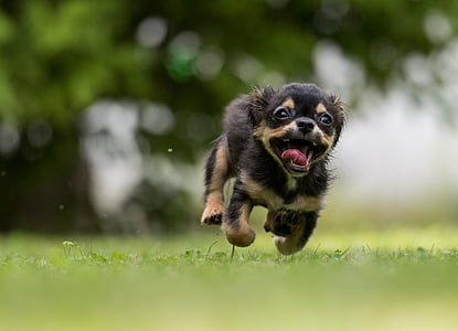 short-coated black puppy thumbnail