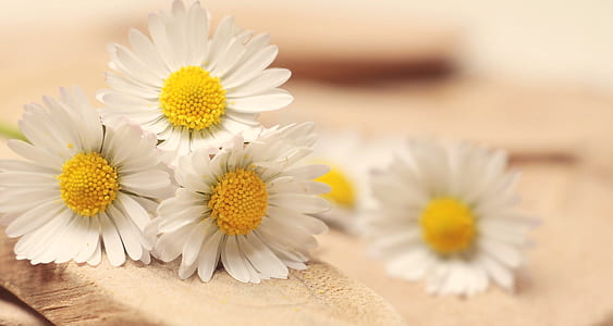 flowers, yellow, petals, blur thumbnail
