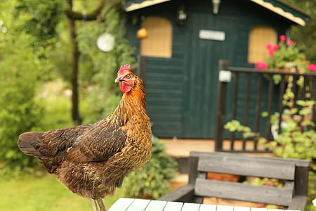 brown chicken on gray table at daytime thumbnail
