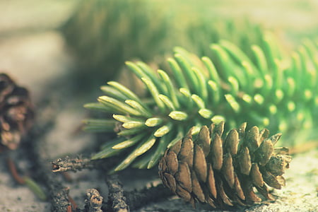 selective focus photography of acorn beside pine leaf thumbnail