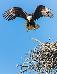 low angle photo of American Bald eagle thumbnail