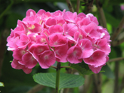 pink flowers thumbnail