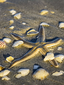 starfish on sand thumbnail