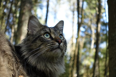 brown Maine Coon cat thumbnail
