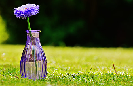 close-up photography of purple flower in purple glass bottle thumbnail