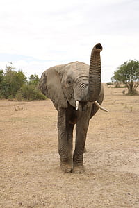 adult elephant standing on brown field near green leafed tree during daytime thumbnail
